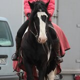 julia wegat